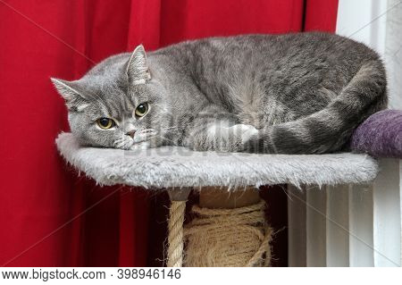 A Cute British Cat Is Relaxing On A Scrapper And Is Looking A Bit Sceptic Or Grumpy Because Of The D