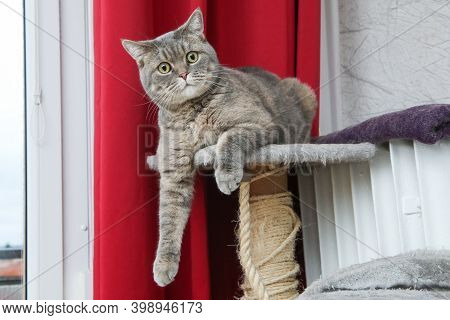A Picture Of A Cute British Cat Lying On A Scrapper, Looking A Bit Foolish, But Relaxed.