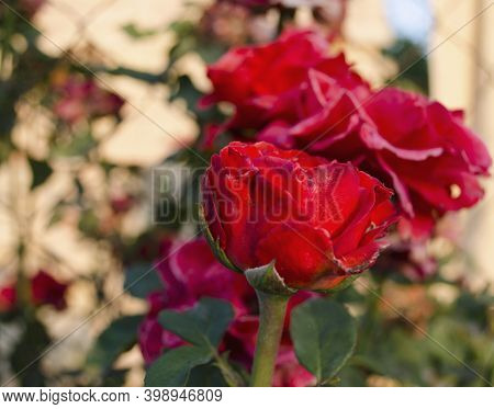Garden Roses, Rose Bush, Pink Flowers In The Garden, Colorful Nature Backgrounds. Bright Floral Wall