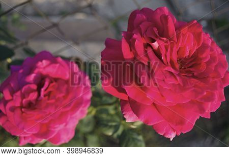 Garden Roses, Rose Bush, Pink Flowers In The Garden, Colorful Nature Backgrounds. Bright Floral Wall