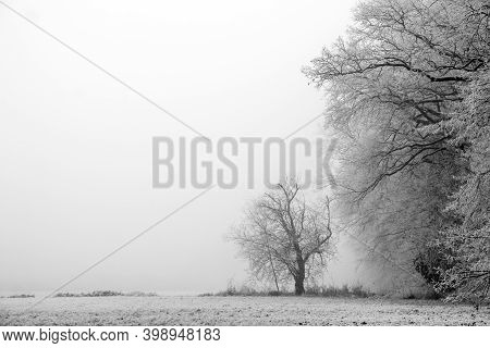 A Picture Of The Edge Of A Forest During The Misty Morning In Winter. The Trees Are Frozen, The Atmo