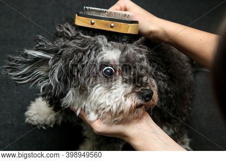 The Cute Curly Dog Is Being Combed By His Owner And Is Looking Funny.