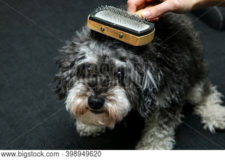 The Cute Curly Dog Is Being Combed By His Owner And Is Looking Funny.
