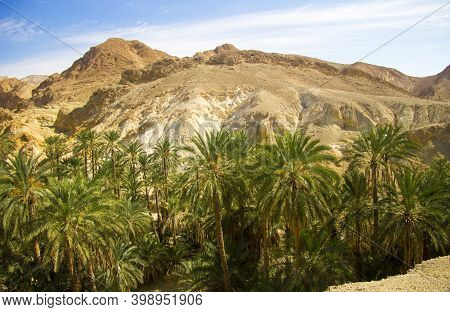 Date Palm Tree With Date Fruits Against Blue Sky With White Clouds In Oasis Inside Desert