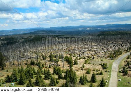 The Forest Damaged By The Hurricane And Left To Revitalize Naturally Without Intervention Of The Hum