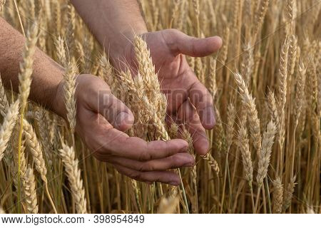 Man's Hands Hold Sterms Of Wheat In A Field With Ripe Harvest. Take Care Of Field With Cereals. Agri