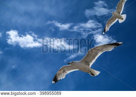 The Seagulls Flying On A Clear Sky Above The Roofs And Heads Of People In Helsinki. They Are Curious