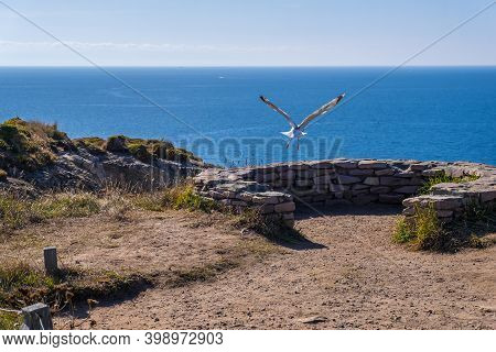Frehel, Brittany, France - 25 August 2019: Seagull Flies Over Rocky Coast Of Cap Frehel A Peninsula 