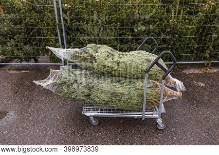 Close Up View Of Two Packed In Net Chrictmas Tree On Trolley Ready For Transport To Customers Car. C