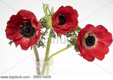 Red Flowers Of Anemone On A White Background. Copy Space