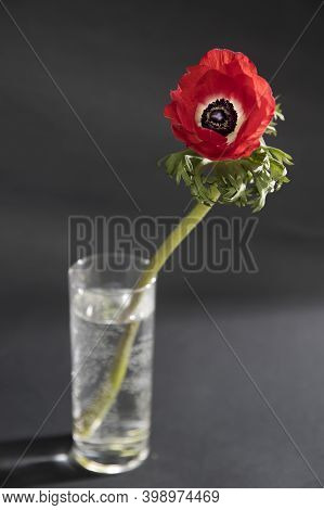 Red Flowers Of Anemone On A Black Background. Copy Space
