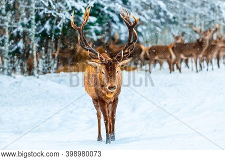 Winter Christmas. Single Adult Noble Deer With Big Beautiful Horns With Snow Against Winter Forest A