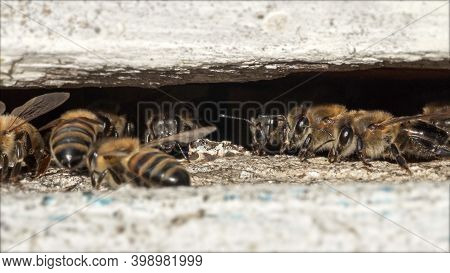 Bees Getting Inside And Out Of Beehive, Bees Carry Pollen To Hive, Macro Shot.