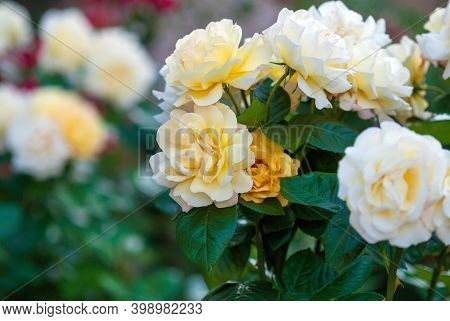 Garden Roses With Delicate Yellow And Camellia Pink Blooms, Moderately Scented (charlotte Victoria B