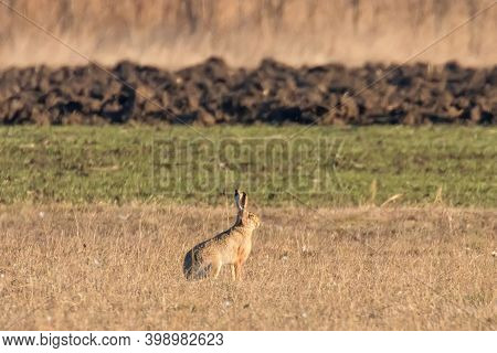 European Brown Hare (lepus Europeaus) Hiding In Field Spring Time