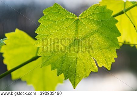 Muscadine Grape Leaf Growing In Southern Florida In A Vineyard