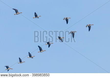 Flock Of Greater White Fronted Geese Flying In V Formation, Blue Sky