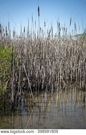 Aquatic Vegetation On Edge Lake Alexandrina In South Island.