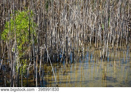 Aquatic Vegetation And Reeds On Water's Edge Lake Alexandrina, South Island New Zealand