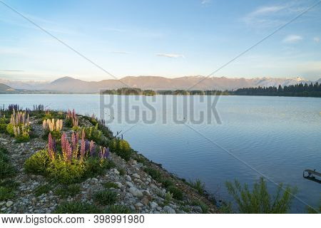 The Golden Hour Over Lake Ruataniwha As Sun Catches Patches Of Lupin Wildflowers And Distant Hills A