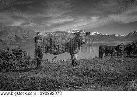 Brown Cow And Calves With Snow Capped Southern Alps Across Lake Ohau Background In South Island New 