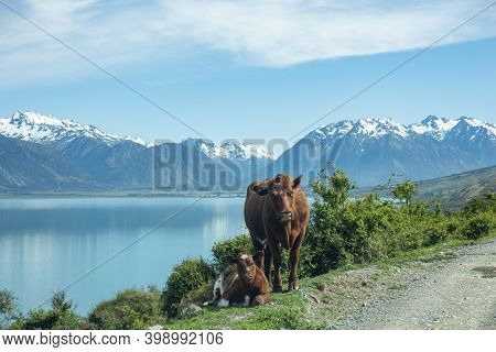 Brown Cow And Calves With Snow Capped Southern Alps Across Lake Ohau Background In South Island New 