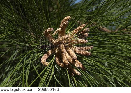 Pine Tree Species Close With New Brown Coloured Cone Growth Of Lodge Pole Pine.