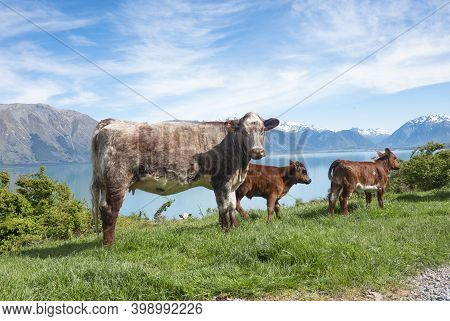 Brown Cow And Calves With Snow Capped Southern Alps Across Lake Ohau Background In South Island New 