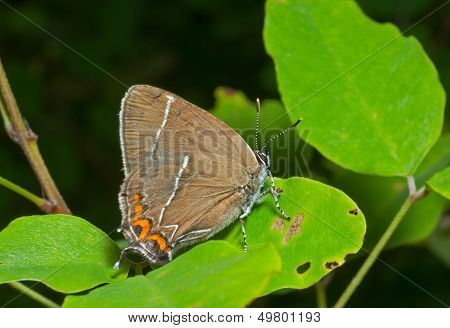 Butterfly (thecla Eximia)