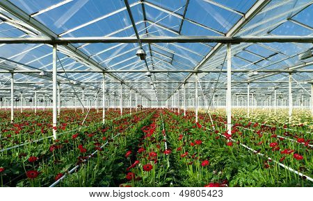 Flowers In Greenhouse