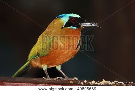 Modrá korunován motmot