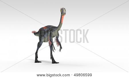 gigantoraptor isolated