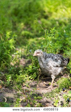 Poult Summer Day Walking In The Grass