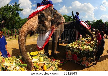 Buffet Elephants .
