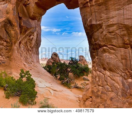 View Through Pine Tree Arch.