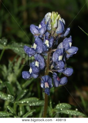 Bluebonnet