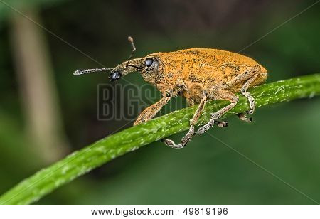 Weevil