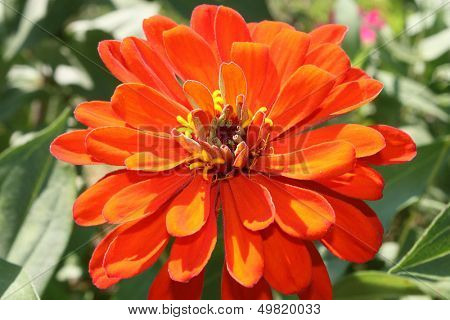 Bright orange zinnia