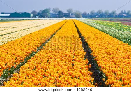 Värikäs Tulipfields keväällä