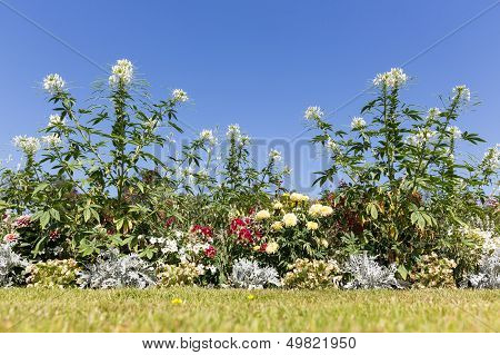 Garden With Beautiful White Cleome Spinosa Against A Blue Sky