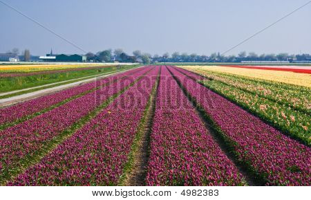 Kentän violetti tulppaanit
