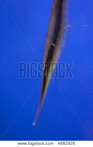 Acquario marino