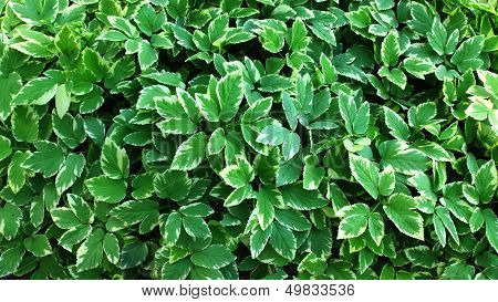 Green leaves wall.