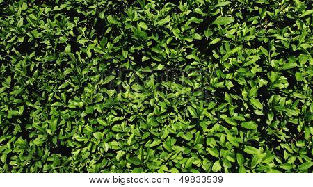 Green leaves wall.
