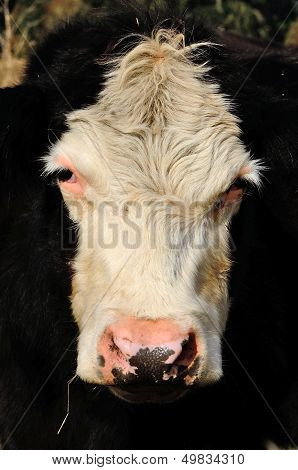 Angus Cross