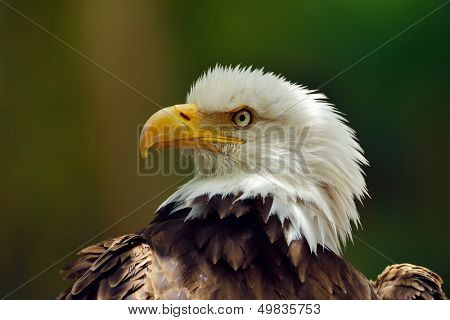The Bald Eagle (Haliaeetus leucocephalus) portrait