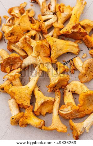 chanterelle mushrooms 