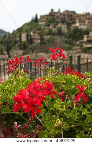 A Flower Bed