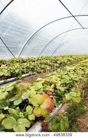 Polythene tunnel
