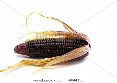 Fresh Corn